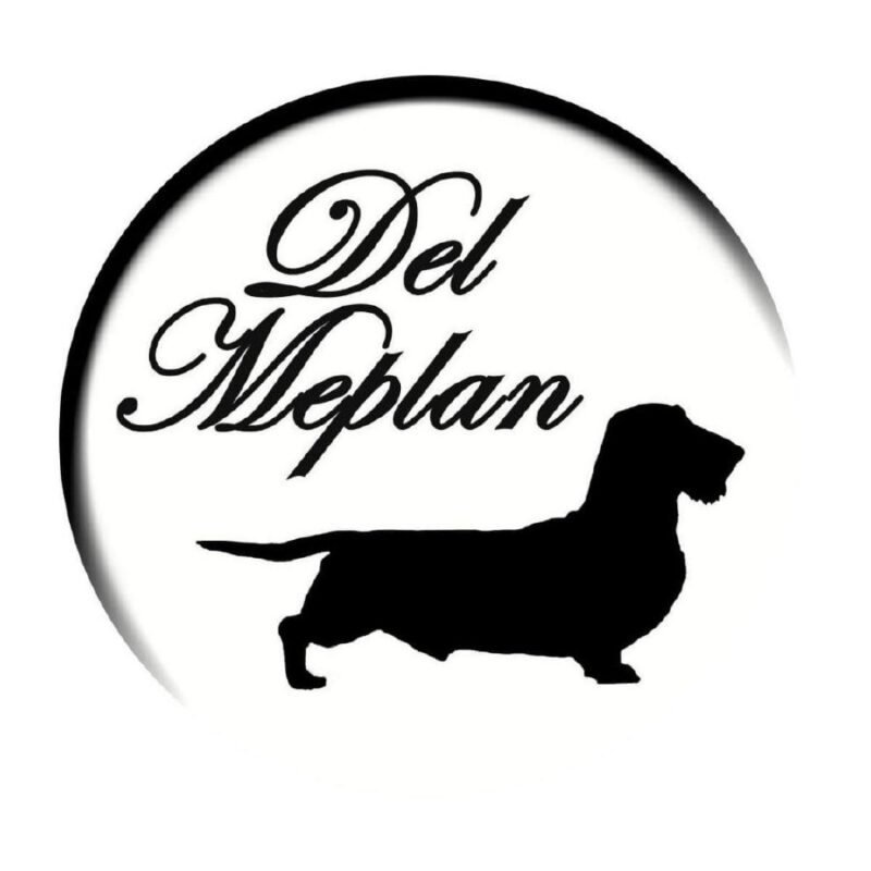 Criadores Teckel Pelo Duro Los Jaronales