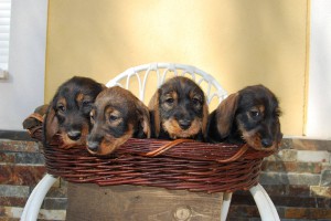 Criadores Teckel Pelo Duro Los Jaronales