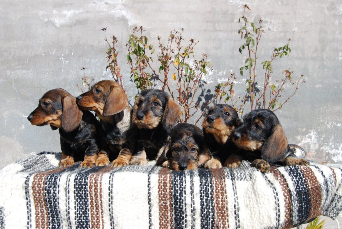 Criadores Teckel Pelo Duro Los Jaronales