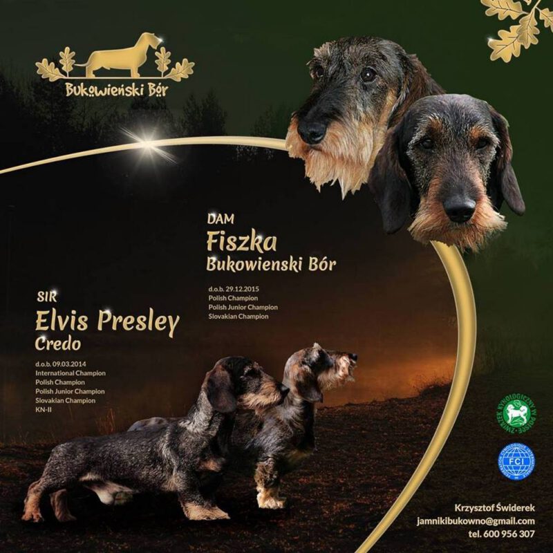 Criadores Teckel Pelo Duro Los Jaronales