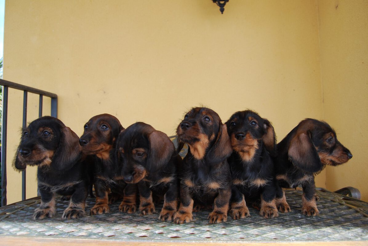 Criadores Teckel Pelo Duro Los Jaronales