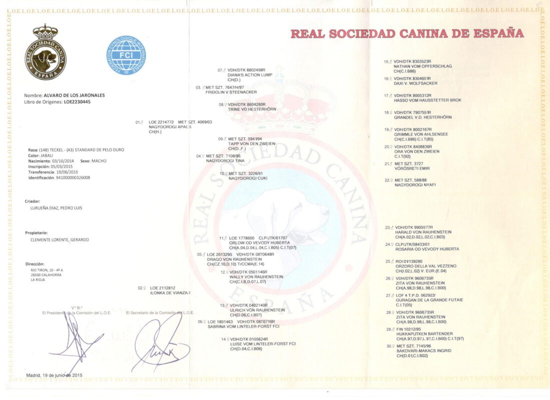 Criadores Teckel Pelo Duro Los Jaronales