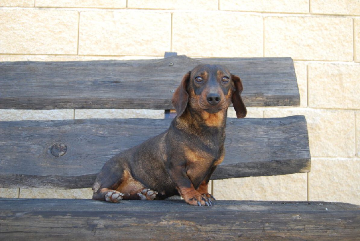 Criadores Teckel Pelo Duro Los Jaronales