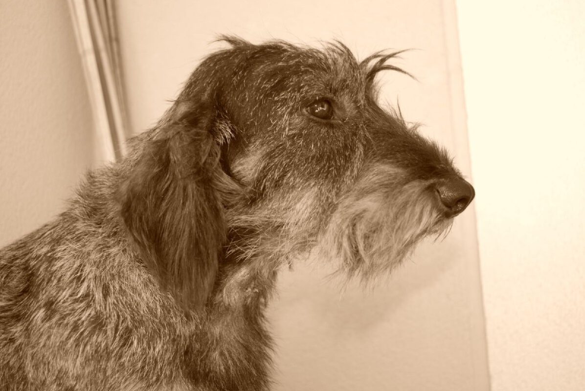 Criadores Teckel Pelo Duro Los Jaronales