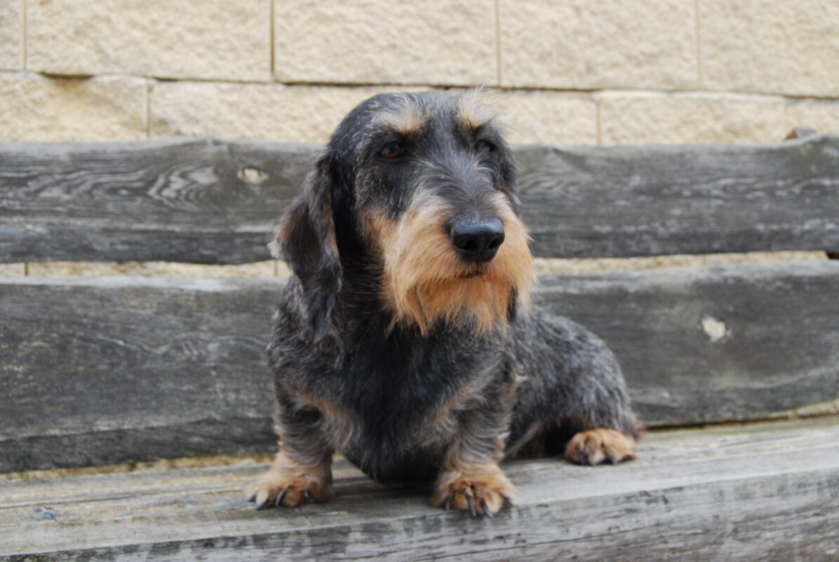 Criadores Teckel Pelo Duro Los Jaronales