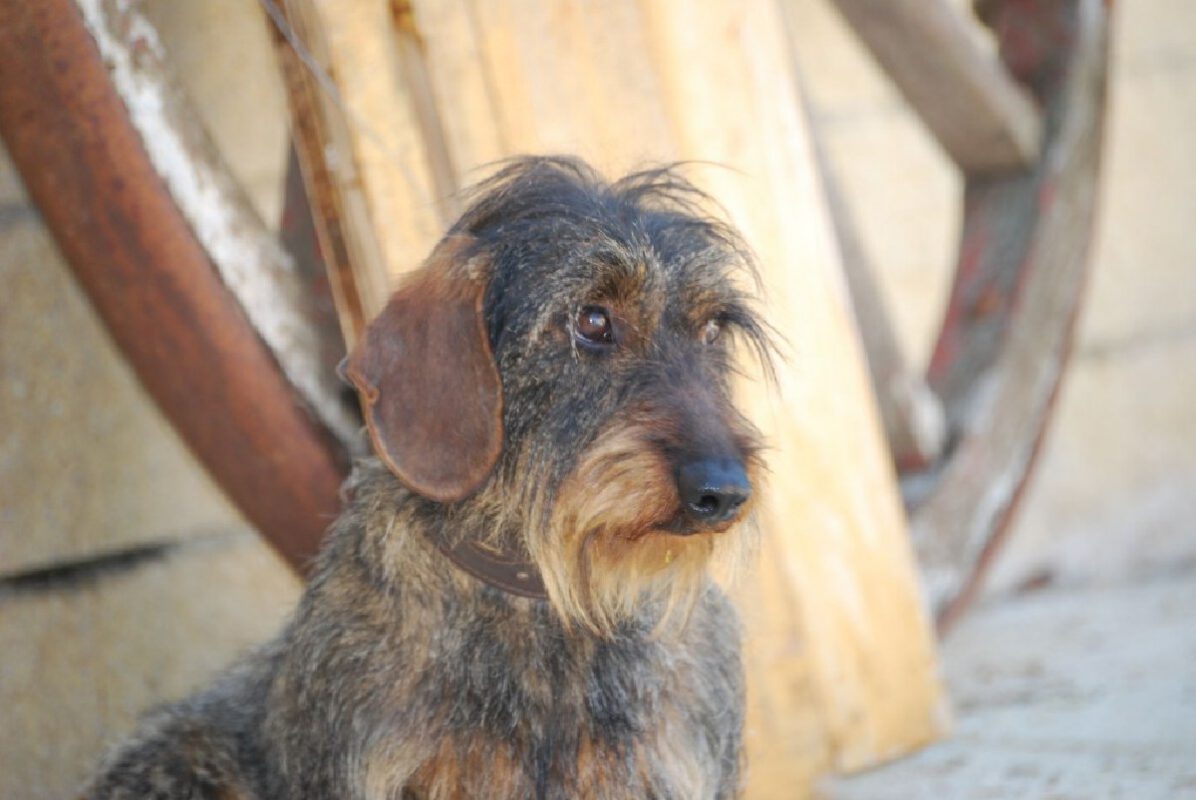 Criadores Teckel Pelo Duro Los Jaronales