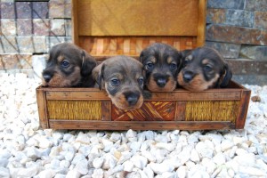 Criadores Teckel Pelo Duro Los Jaronales