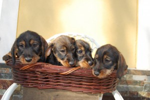 Criadores Teckel Pelo Duro Los Jaronales