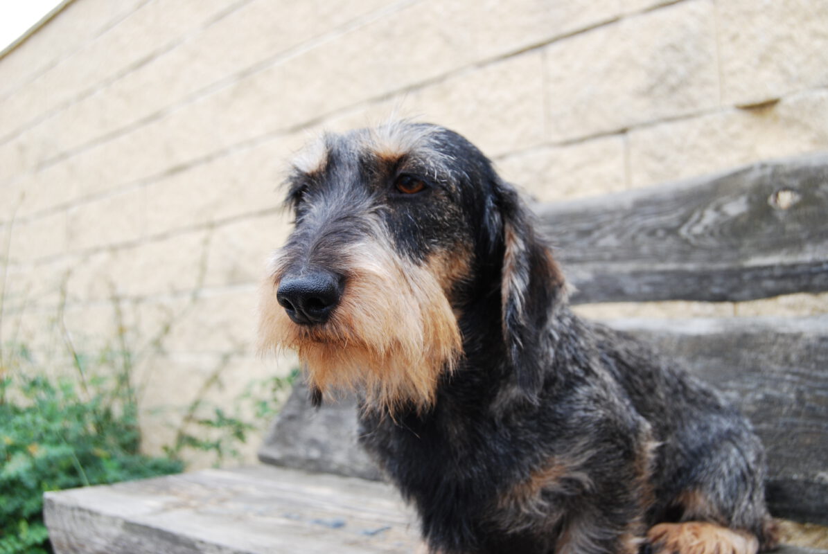 Criadores Teckel Pelo Duro Los Jaronales