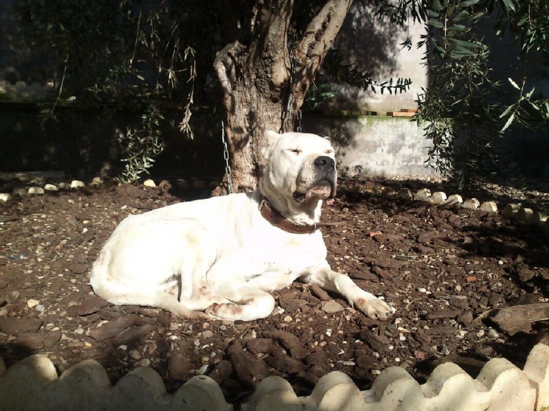 Criadores Teckel Pelo Duro Los Jaronales