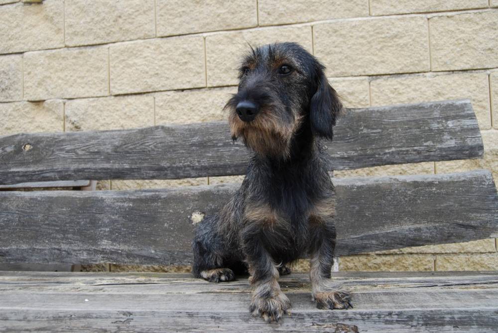 Criadores Teckel Pelo Duro Los Jaronales