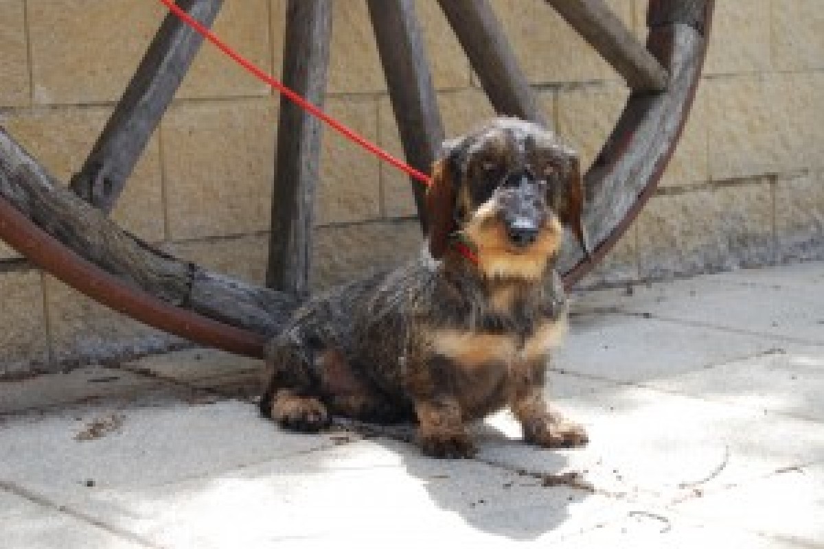 Criadores Teckel Pelo Duro Los Jaronales