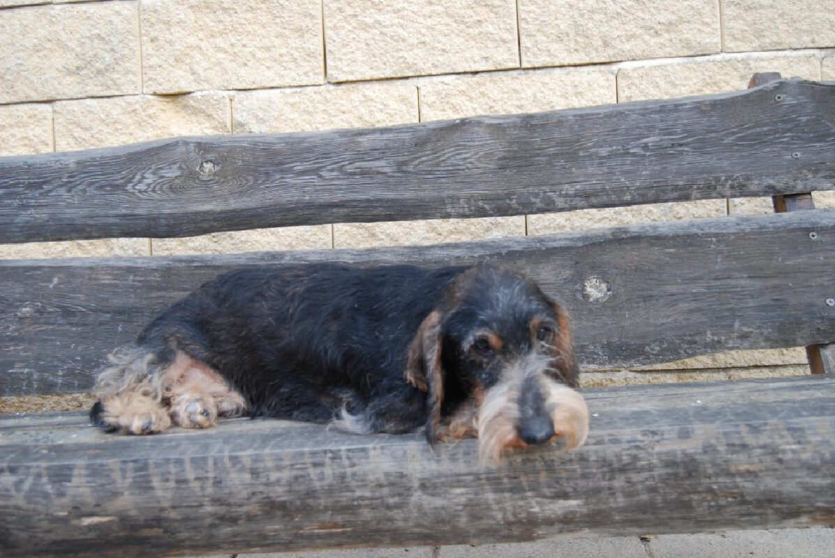 Criadores Teckel Pelo Duro Los Jaronales