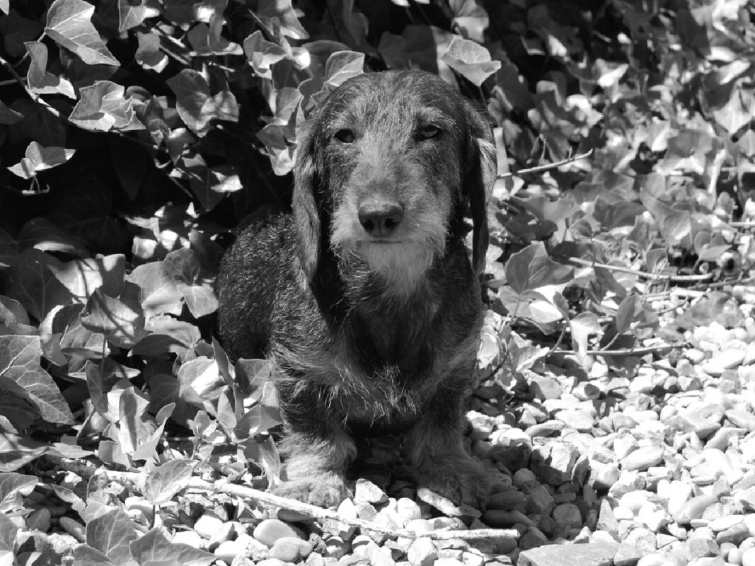 Criadores Teckel Pelo Duro Los Jaronales