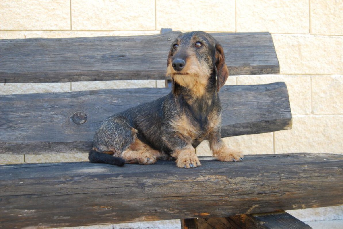 Criadores Teckel Pelo Duro Los Jaronales