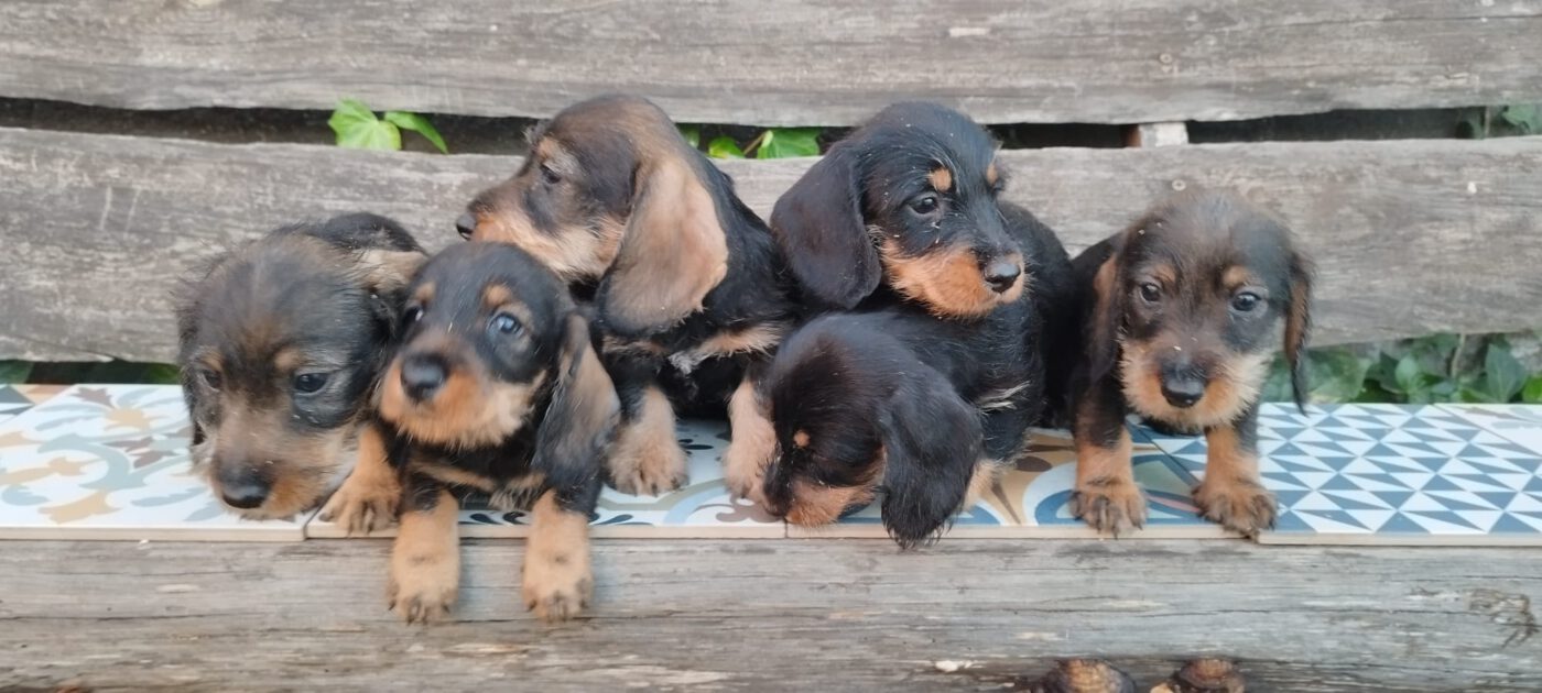 Criadores Teckel Pelo Duro Los Jaronales