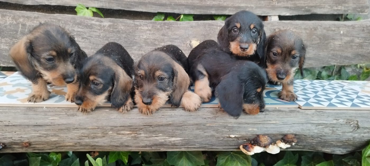 Criadores Teckel Pelo Duro Los Jaronales