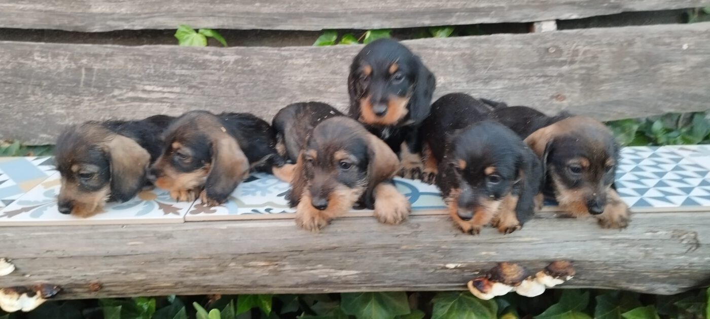 Criadores Teckel Pelo Duro Los Jaronales