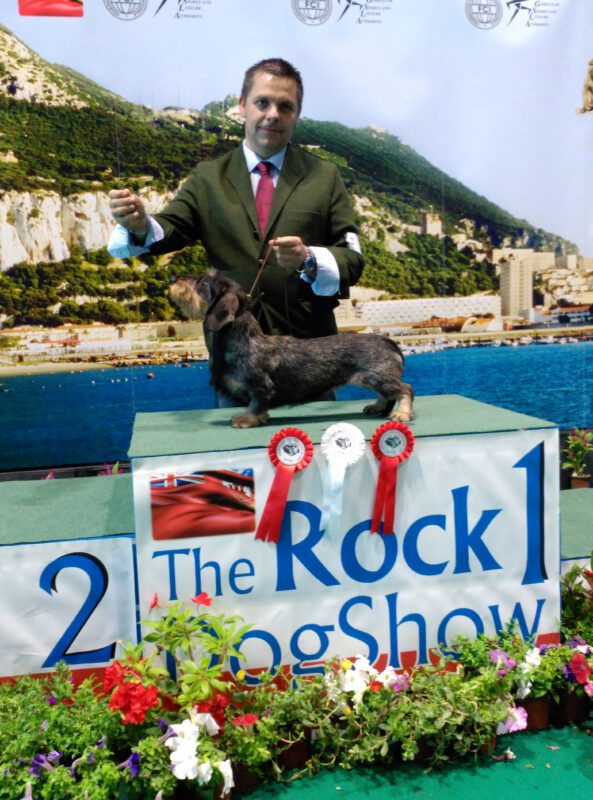 Criadores Teckel Pelo Duro Los Jaronales