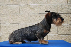 Criadores Teckel Pelo Duro Los Jaronales