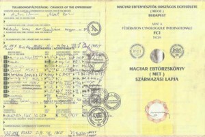 Criadores Teckel Pelo Duro Los Jaronales