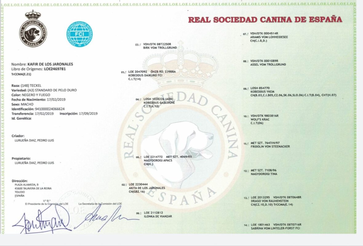 Criadores Teckel Pelo Duro Los Jaronales