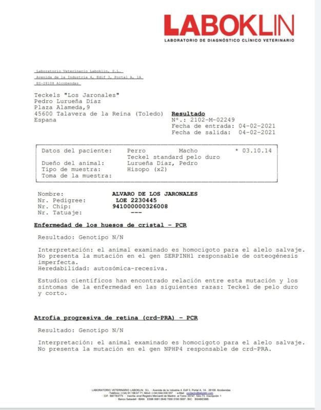 Criadores Teckel Pelo Duro Los Jaronales