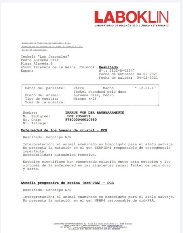 Criadores Teckel Pelo Duro Los Jaronales