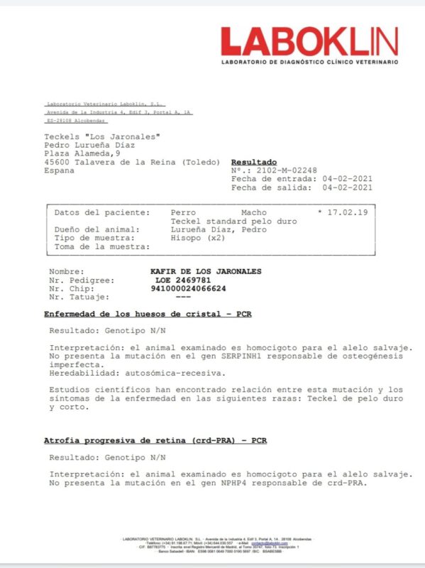 Criadores Teckel Pelo Duro Los Jaronales