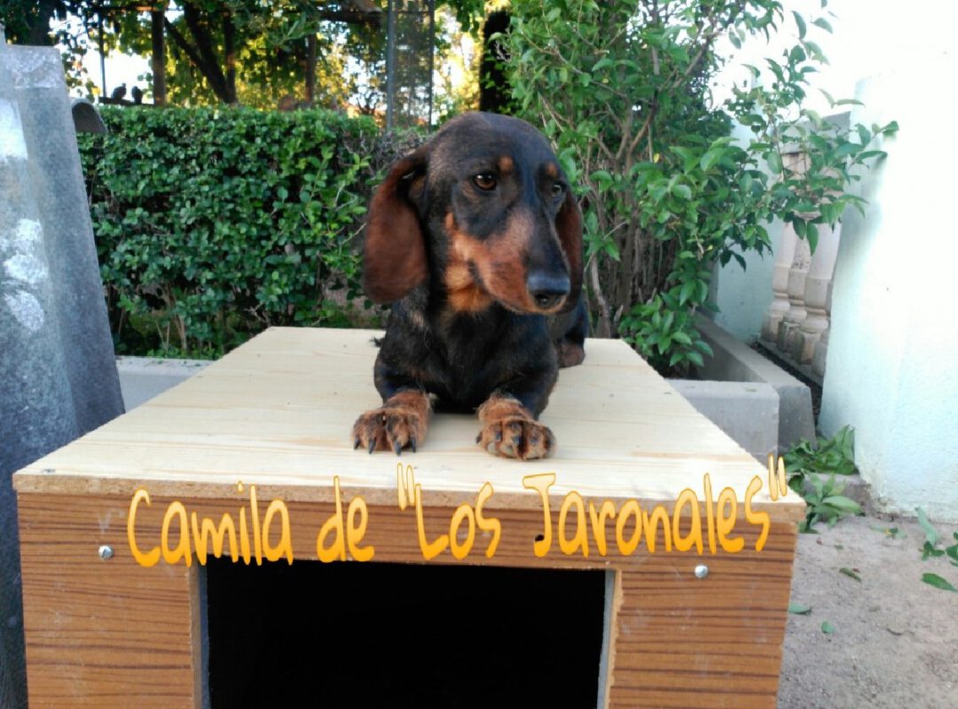 Criadores Teckel Pelo Duro Los Jaronales