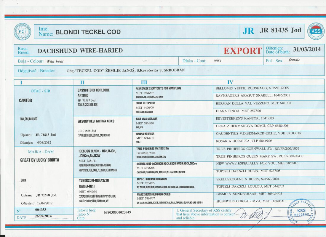 Criadores Teckel Pelo Duro Los Jaronales
