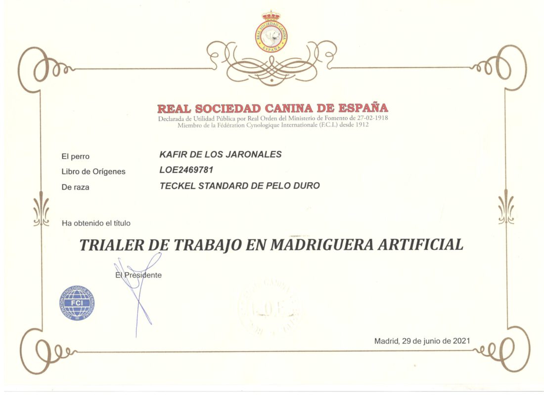 Criadores Teckel Pelo Duro Los Jaronales