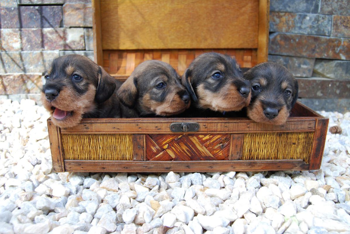 Criadores Teckel Pelo Duro Los Jaronales