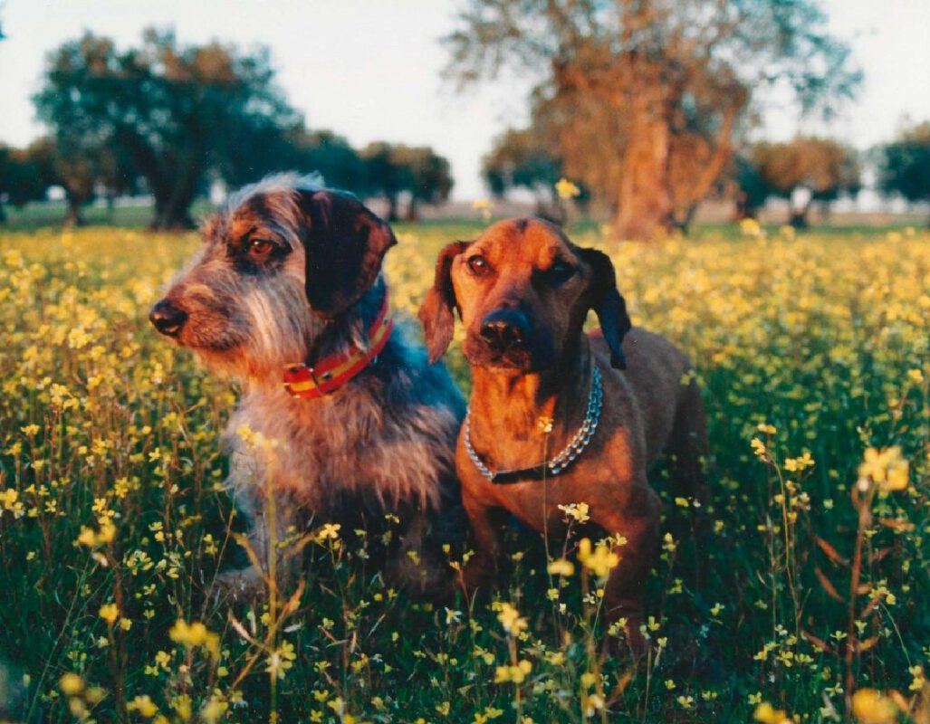 Criadores Teckel Pelo Duro Los Jaronales