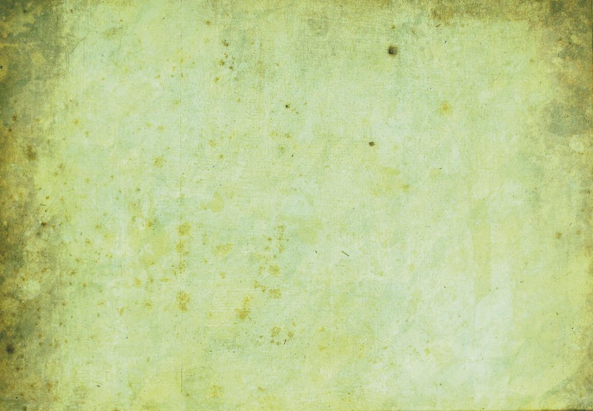 Criadores Teckel Pelo Duro Los Jaronales