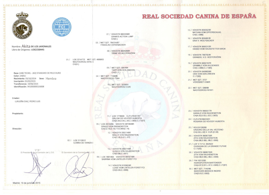 Criadores Teckel Pelo Duro Los Jaronales