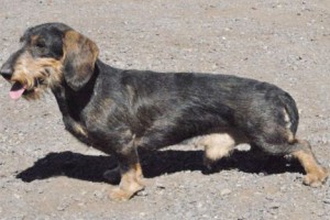 Criadores Teckel Pelo Duro Los Jaronales