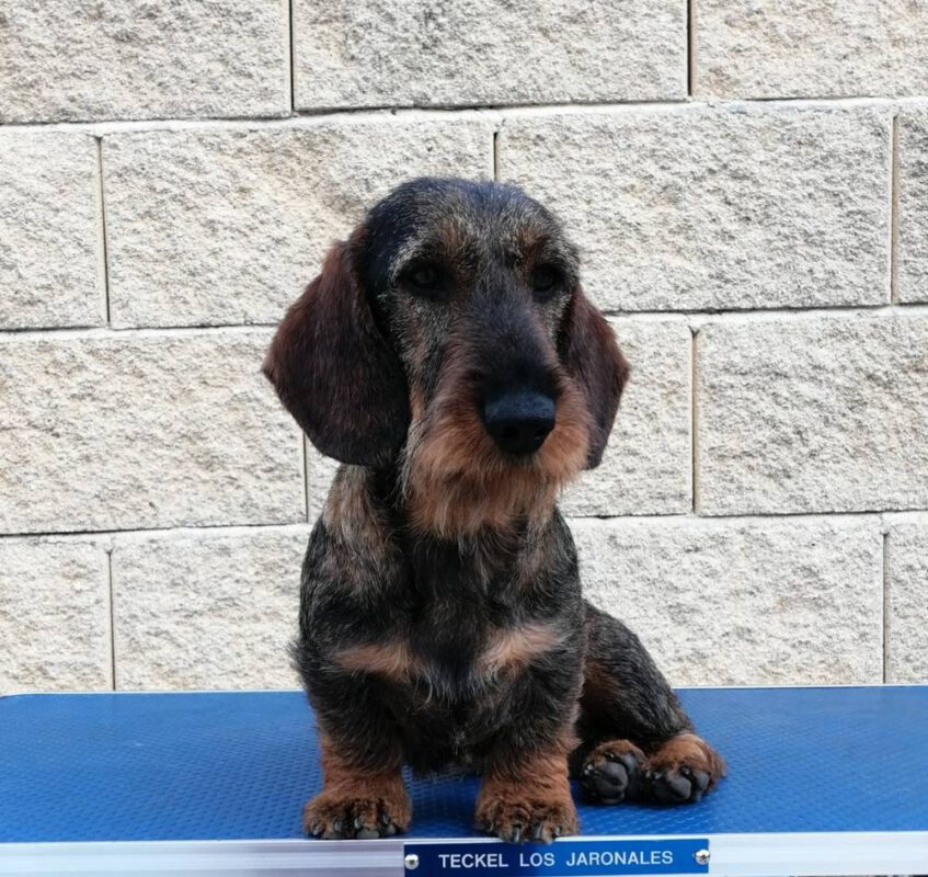 Criadores Teckel Pelo Duro Los Jaronales