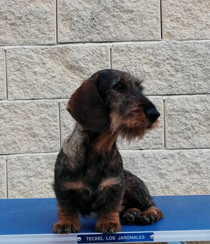 Criadores Teckel Pelo Duro Los Jaronales
