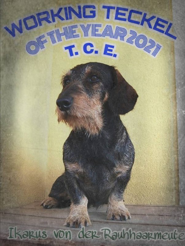 Criadores Teckel Pelo Duro Los Jaronales