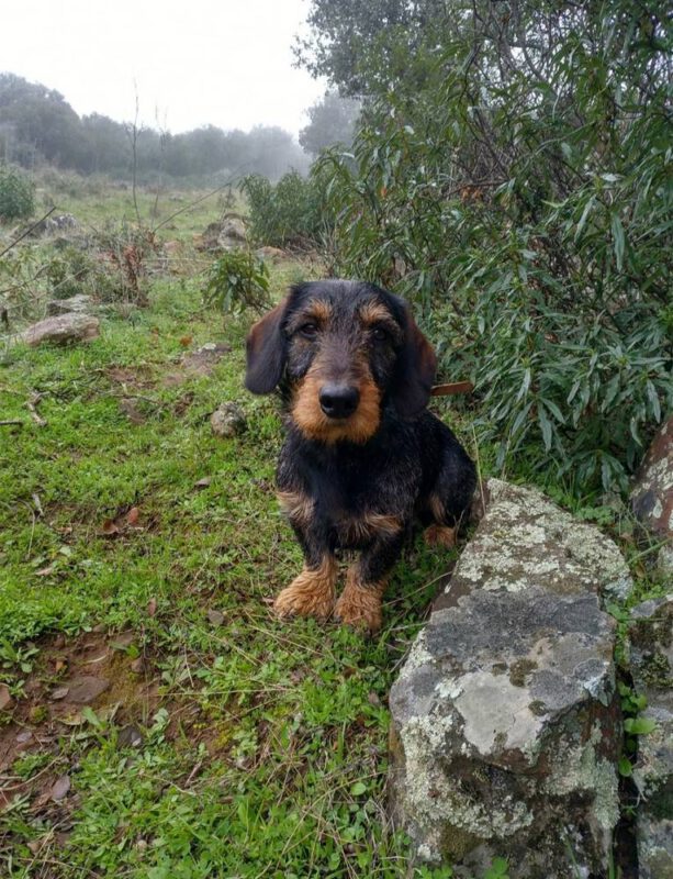 Criadores Teckel Pelo Duro Los Jaronales