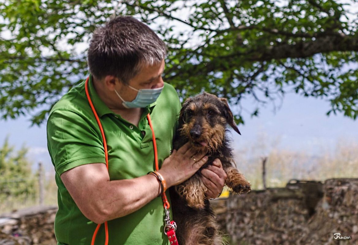 Criadores Teckel Pelo Duro Los Jaronales