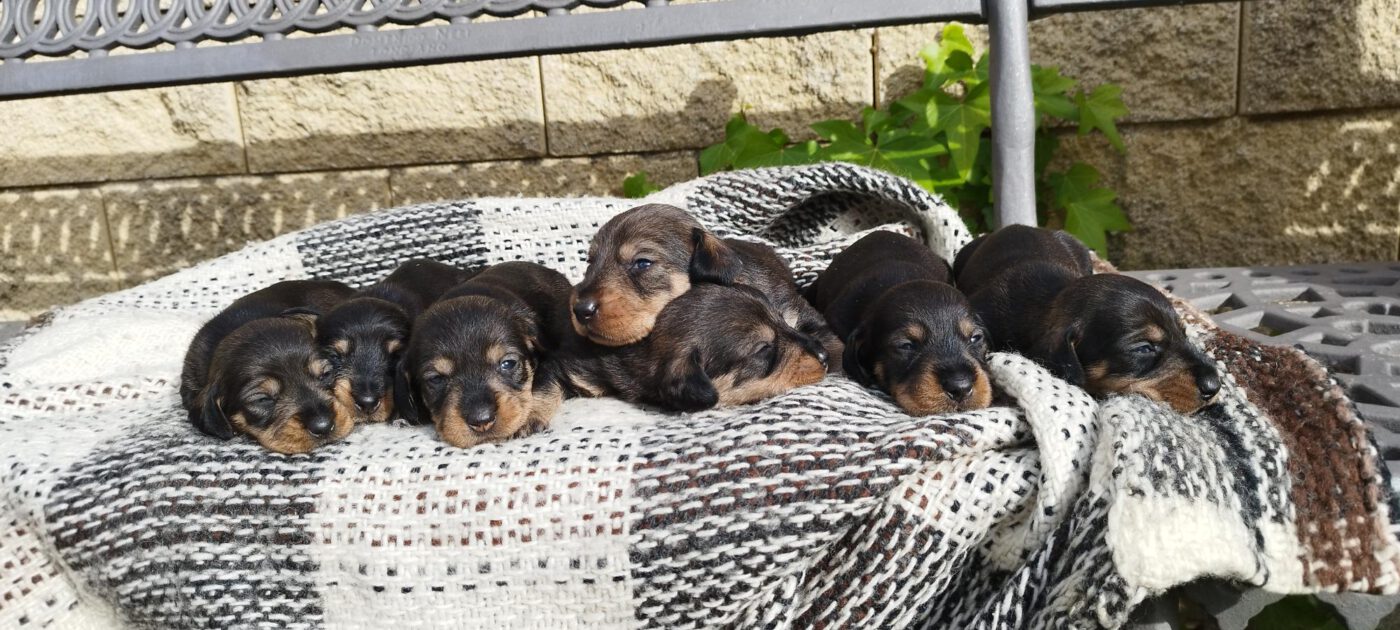 Criadores Teckel Pelo Duro Los Jaronales