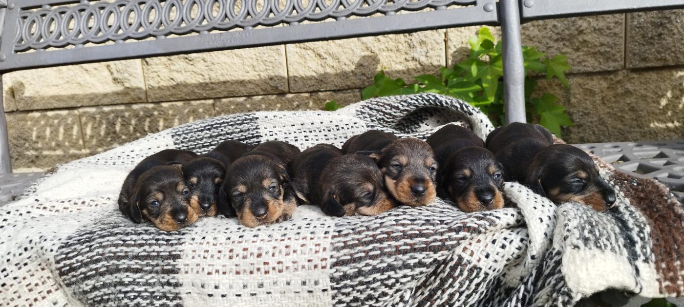 Criadores Teckel Pelo Duro Los Jaronales