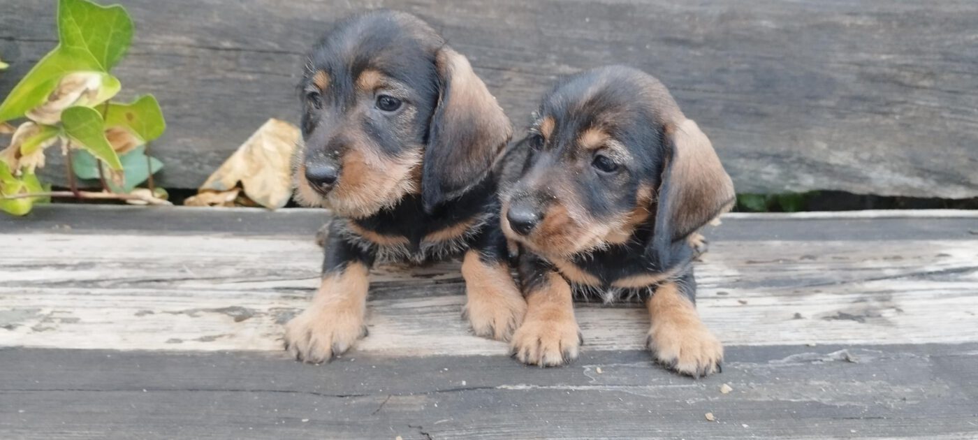 Criadores Teckel Pelo Duro Los Jaronales