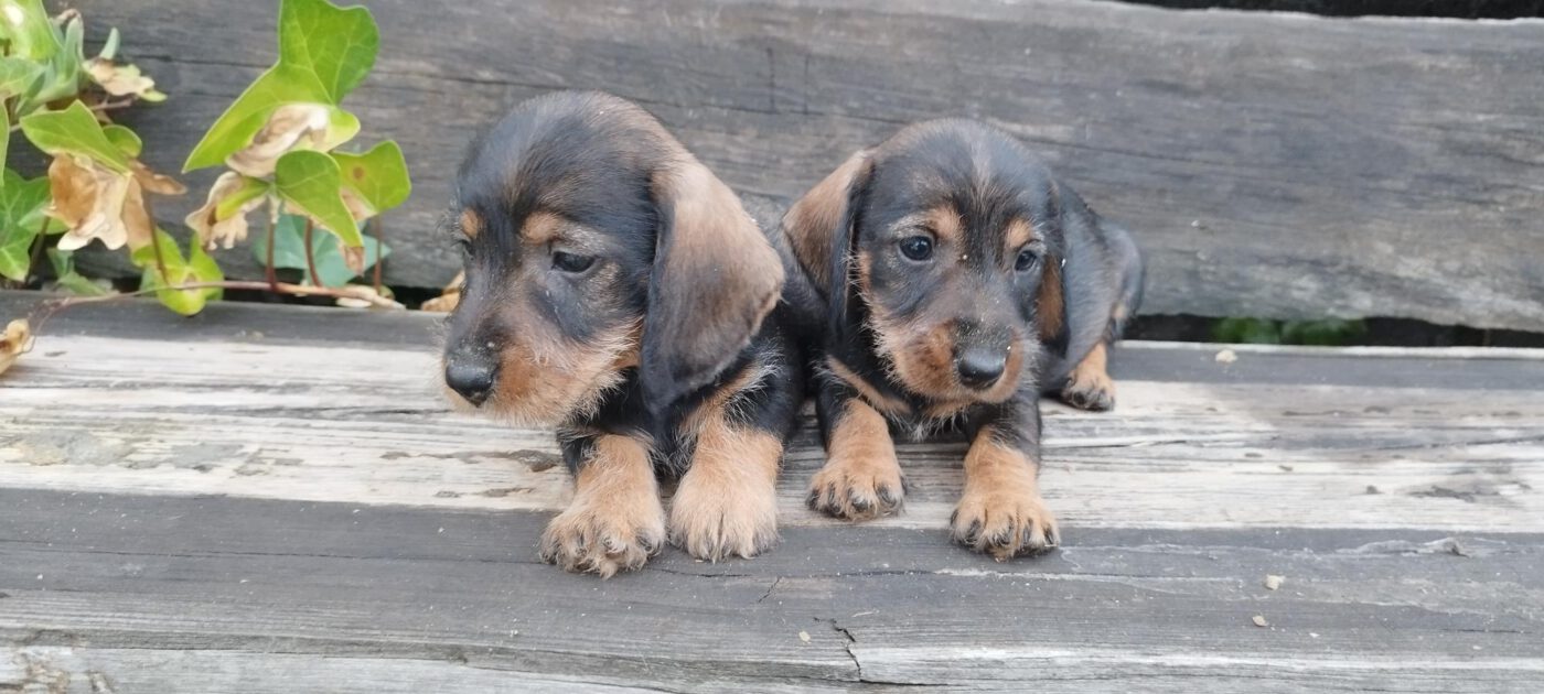 Criadores Teckel Pelo Duro Los Jaronales