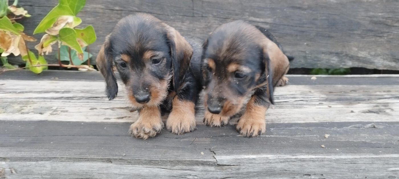 Criadores Teckel Pelo Duro Los Jaronales