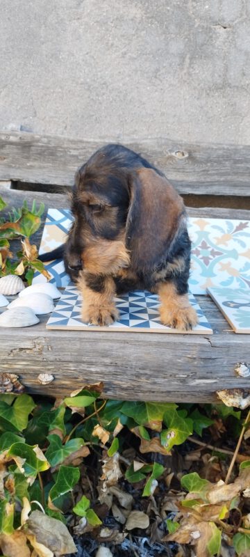 Criadores Teckel Pelo Duro Los Jaronales