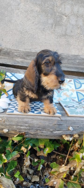 Criadores Teckel Pelo Duro Los Jaronales