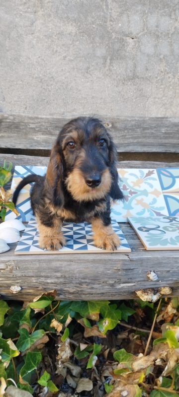 Criadores Teckel Pelo Duro Los Jaronales